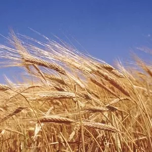 Зерно пшеница,  20 ведер