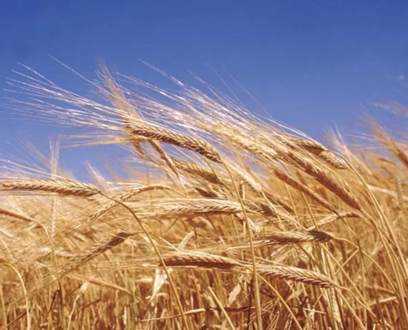 Зерно пшеница,  20 ведер